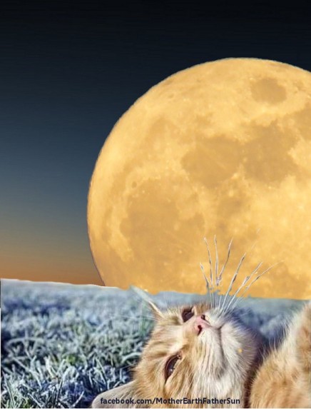 full-moon-in-aries-20161016-cat